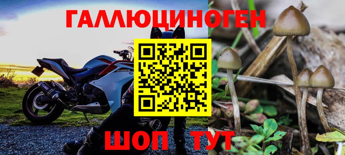 Галлюциногенные грибы Cubensis  Вход с VPN  наркота  Советская Гавань  Псилоцибиновые грибы мицелий 